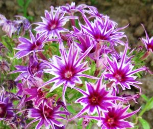 Флокс Звездное Кружево купить по цене от 361р. в интернет-магазине «Посадика» с доставкой почтой в в Кувшиновое и по всей России – [изображение №1].