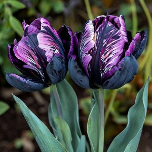 Тюльпан Блэк Каньон купить по цене от 305р. в интернет-магазине «Посадика» с доставкой почтой в в Кувшиновое и по всей России – [изображение №1].