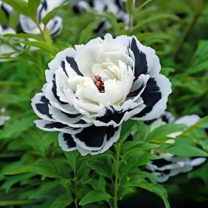 Пион Монохромный Шик купить по цене от 429р. в интернет-магазине «Посадика» с доставкой почтой в в Кувшиновое и по всей России – [изображение №1].