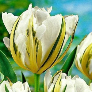 Тюльпан Экзотик Пуруссима купить по цене от 305р. в интернет-магазине «Посадика» с доставкой почтой в в Кувшиновое и по всей России – [изображение №1].