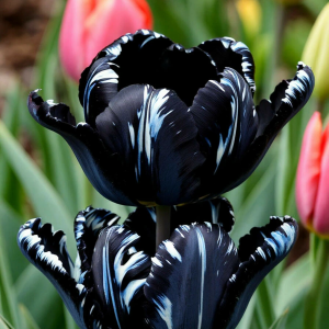 Тюльпан Шелк Нуар купить по цене от 219р. в интернет-магазине «Посадика» с доставкой почтой в в Кувшиновое и по всей России – [изображение №1].