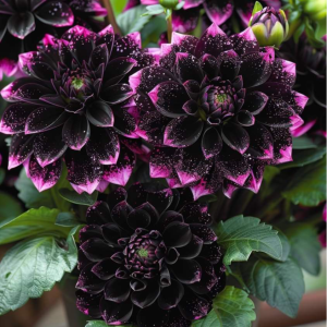 Георгин Лаванда Лейс купить по цене от 679р. в интернет-магазине «Посадика» с доставкой почтой в в Кувшиновое и по всей России – [изображение №1].