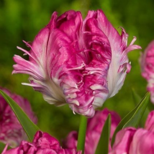 Тюльпан махровый Кул Кристал купить по цене от 400р. в интернет-магазине «Посадика» с доставкой почтой в в Кувшиновое и по всей России – [изображение №1].