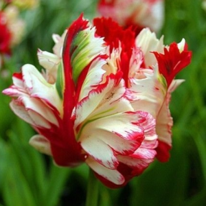 Тюльпан Эстелла Рижнвельд купить по цене от 500р. в интернет-магазине «Посадика» с доставкой почтой в в Кувшиновое и по всей России – [изображение №1].