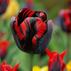 Тюльпан Блэк Перрот купить по цене от 351р. в интернет-магазине «Посадика» с доставкой почтой в в Кувшиновое и по всей России – [изображение №1].