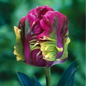 Тюльпан Экзотик Хэвен купить по цене от 186р. в интернет-магазине «Посадика» с доставкой почтой в в Кувшиновое и по всей России – [изображение №1].