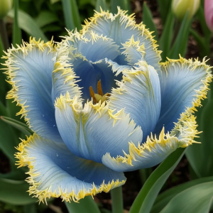 Тюльпан Махровый Амплуа купить по цене от 199р. в интернет-магазине «Посадика» с доставкой почтой в в Кувшиновое и по всей России – [изображение №1].