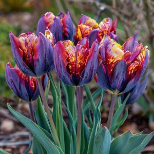 Тюльпан Опал Дрим купить по цене от 207р. в интернет-магазине «Посадика» с доставкой почтой в в Кувшиновое и по всей России – [изображение №1].