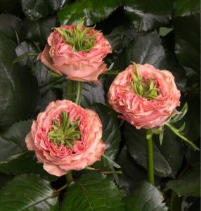 Роза Амбер Инчант купить по цене от 495р. в интернет-магазине «Посадика» с доставкой почтой в в Кувшиновое и по всей России – [изображение №1].