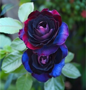 Роза Скарлет Рэвери купить по цене от 489р. в интернет-магазине «Посадика» с доставкой почтой в в Кувшиновое и по всей России – [изображение №1].