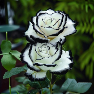 Роза Силк Ивин купить по цене от 319р. в интернет-магазине «Посадика» с доставкой почтой в в Кувшиновое и по всей России – [изображение №1].