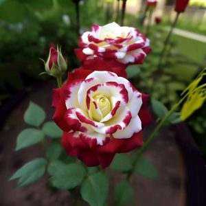 Роза Роял Глом купить по цене от 401р. в интернет-магазине «Посадика» с доставкой почтой в в Кувшиновое и по всей России – [изображение №1].