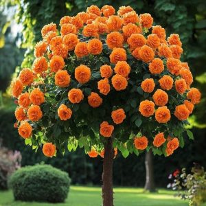 Роза Солнечный Шарм купить по цене от 349р. в интернет-магазине «Посадика» с доставкой почтой в в Кувшиновое и по всей России – [изображение №1].