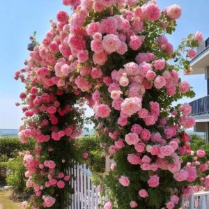 Роза Пастель Розе купить по цене от 605р. в интернет-магазине «Посадика» с доставкой почтой в в Кувшиновое и по всей России – [изображение №1].