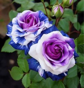 Роза Айвори Каскад купить по цене от 420р. в интернет-магазине «Посадика» с доставкой почтой в в Кувшиновое и по всей России – [изображение №1].