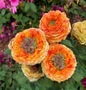 Роза Золотой Мираж купить по цене от 420р. в интернет-магазине «Посадика» с доставкой почтой в в Кувшиновое и по всей России – [изображение №1].