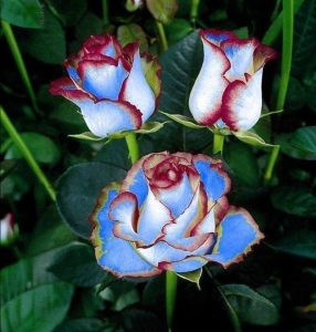 Роза Сафайер Пэтл купить по цене от 450р. в интернет-магазине «Посадика» с доставкой почтой в в Кувшиновое и по всей России – [изображение №1].