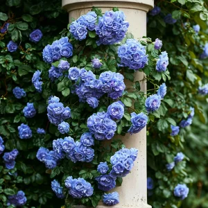 Роза плетистая Блю Перпл купить по цене от 540р. в интернет-магазине «Посадика» с доставкой почтой в в Кувшиновое и по всей России – [изображение №1].